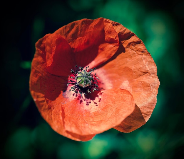 Foto prossimo piano del fiore di rosa rossa