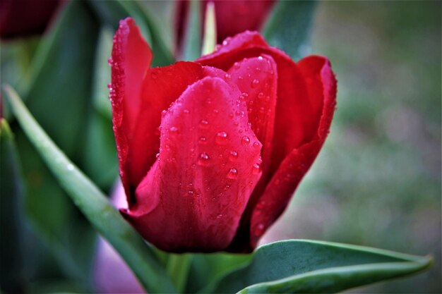 Close-up of red rose flower