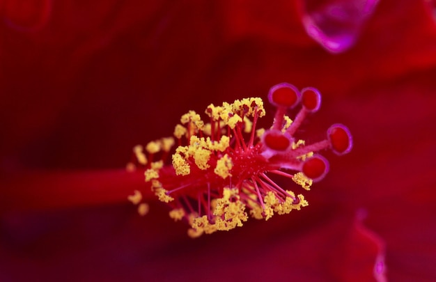 Foto prossimo piano del fiore di rosa rossa