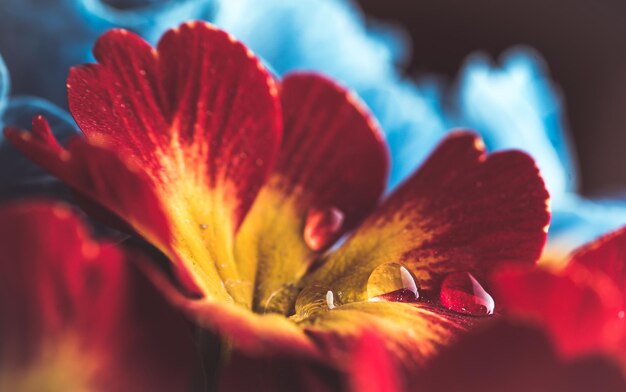 Photo close-up of red rose flower