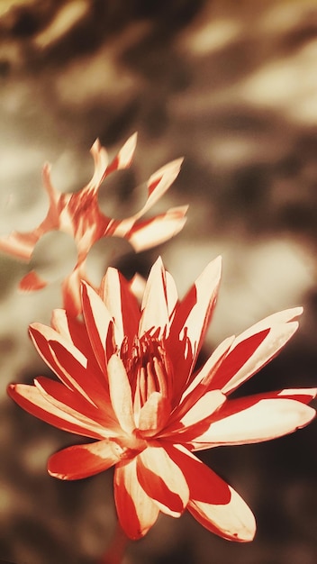 Photo close-up of red rose flower