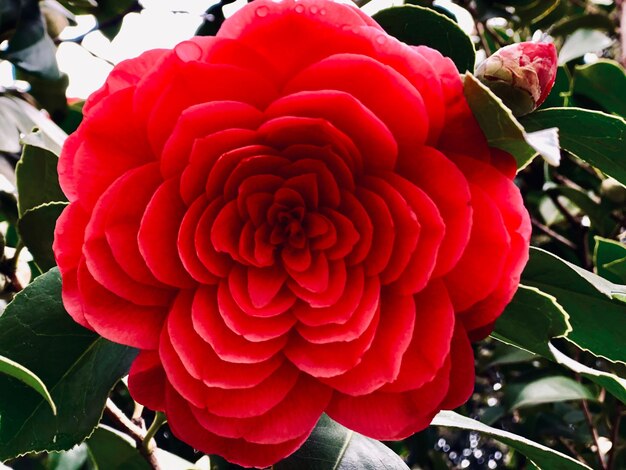 Photo close-up of red rose flower