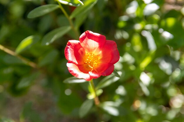 Close-up of red rose flower