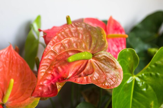 Foto prossimo piano del fiore di rosa rossa