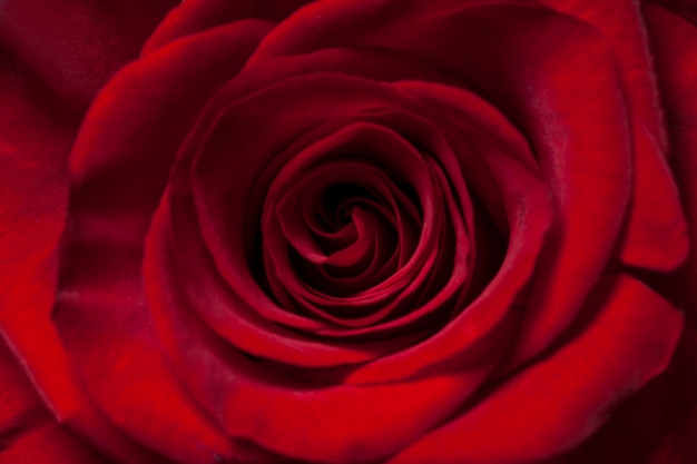 Close up of a red rose flower