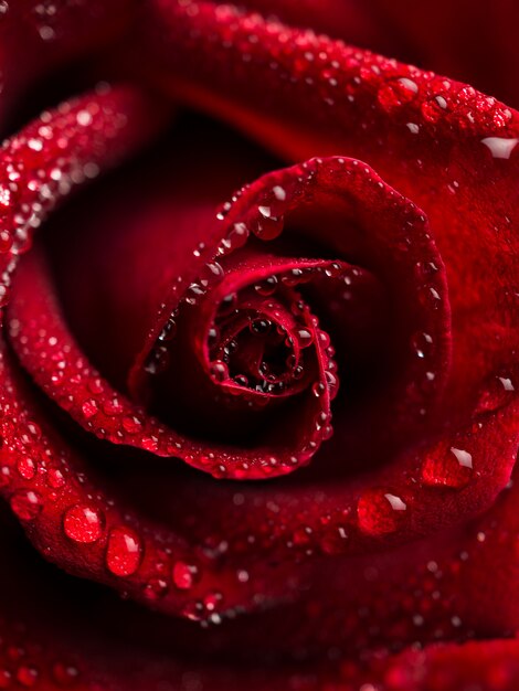 Photo close up red rose flower