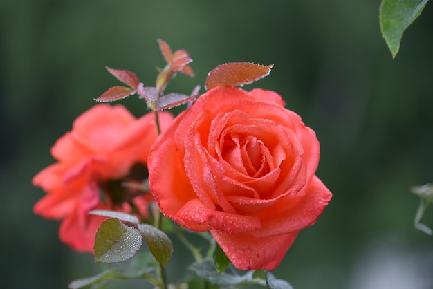 Foto close-up di una rosa rossa in giardino