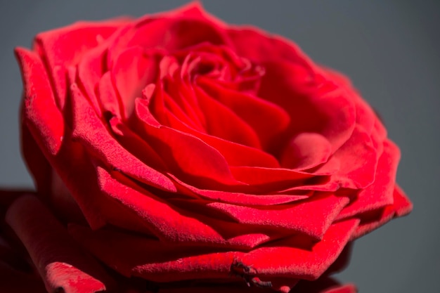 close-up of red rose growing outdoors