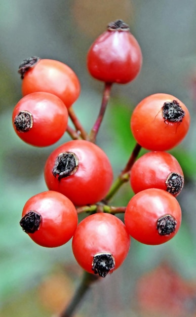 Photo close up of red rose hip fruits