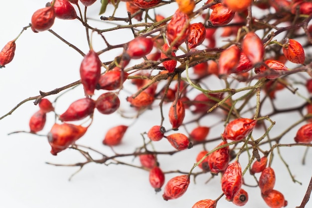 Photo close-up of red rose hips on white background