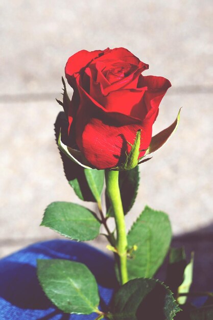 Foto close-up di una rosa rossa all'aperto