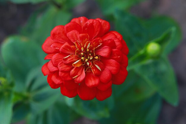 Foto close-up di una rosa rossa nel parco