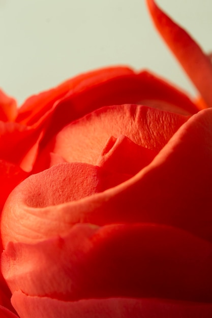 Close-up of red rose petals