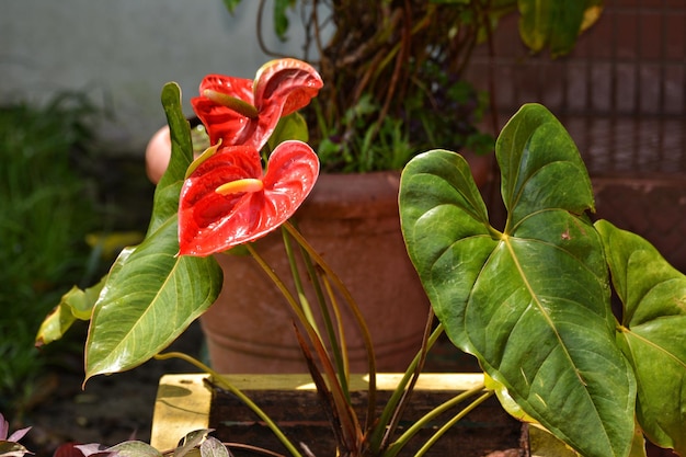 Foto prossimo piano della rosa rossa