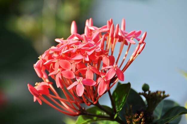 Photo close-up of red rose plant