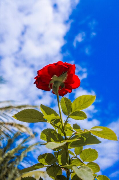 Foto close-up di una rosa rossa sulla pianta