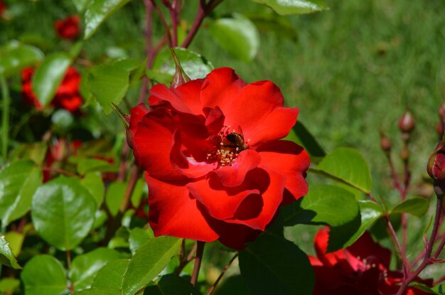 Close-up of red rose on plant