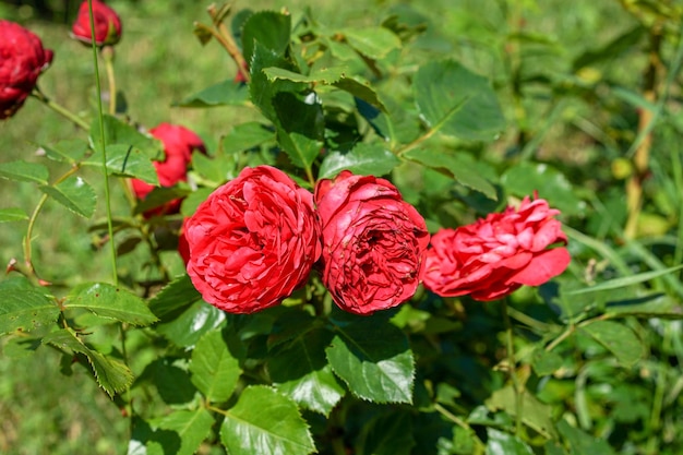 Foto close-up di una rosa rossa sulla pianta