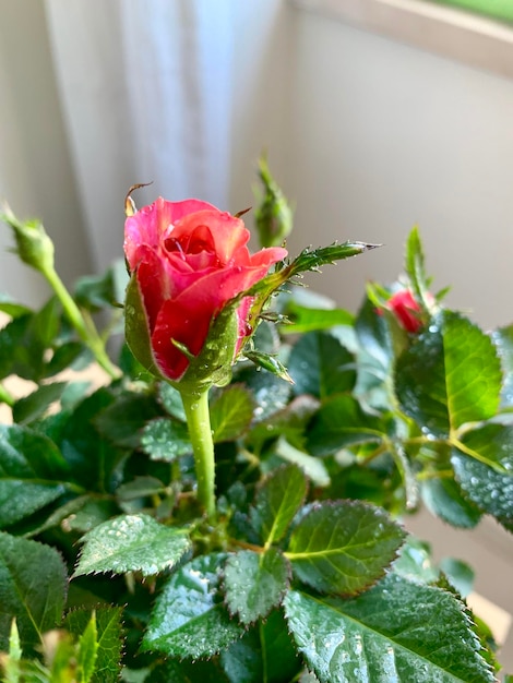 Photo close-up of red rose plant