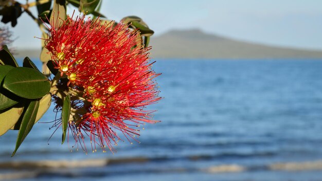 Foto close-up di una rosa rossa sul mare