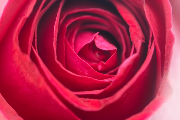 Close up red rose in studio