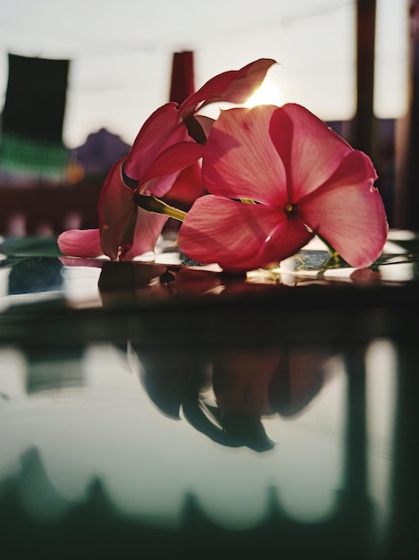 Foto close-up di una rosa rossa sul tavolo