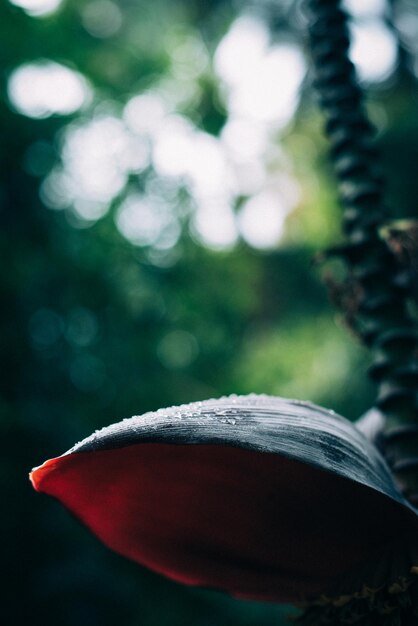 Close-up of red rose on tree