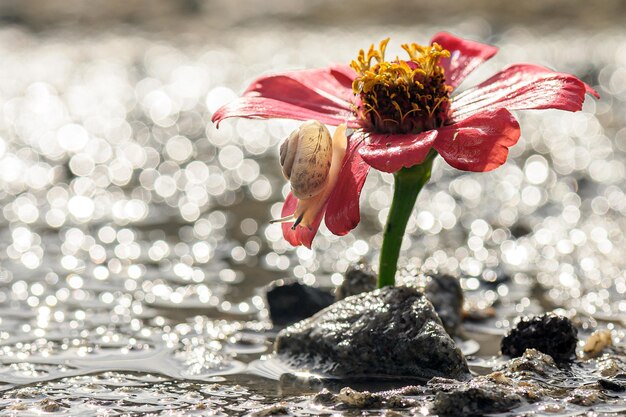 Photo close-up of red rose on water