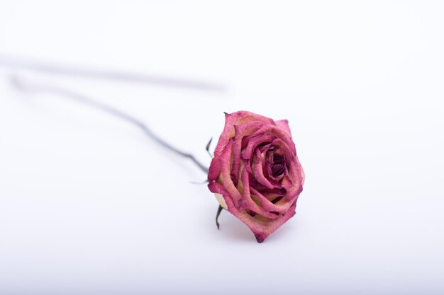 Photo close-up of red rose over white background