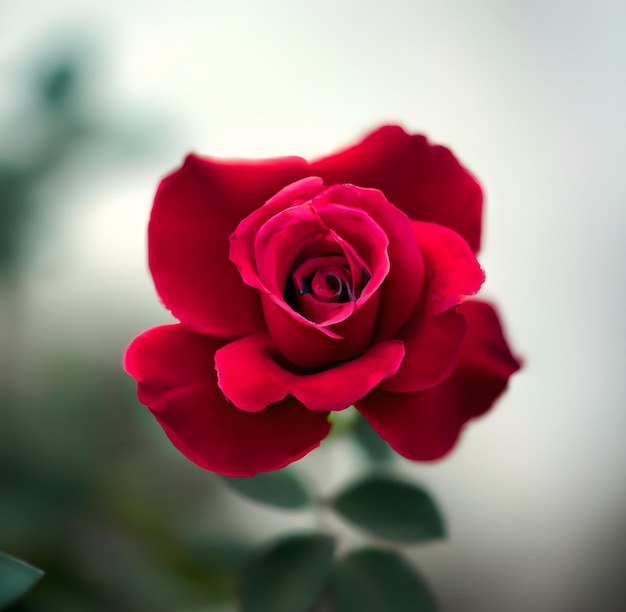 Close up of a red rose with a blurry background_ai_generated