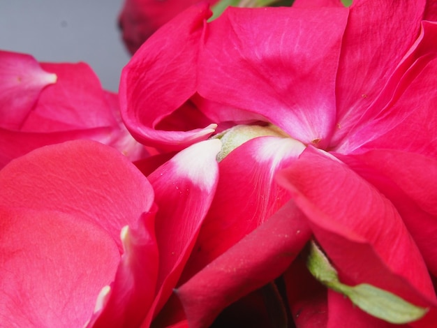 A close up of a red rose with green leaves