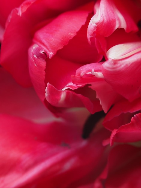 그것에 사랑이라는 단어가 적힌 빨간 장미의 클로즈업