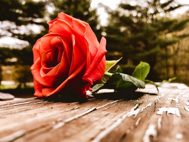 Close-up of red rose on wood