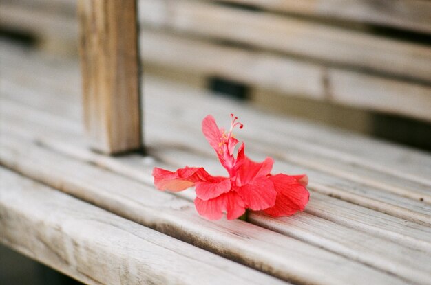 Photo close-up of red rose on wood