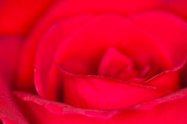 Close-up of red rose