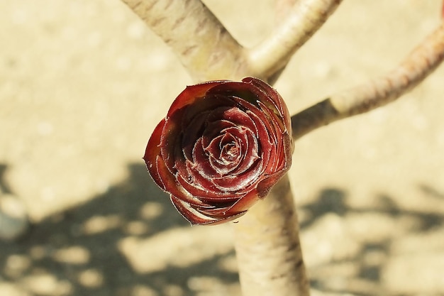 Photo close-up of red rose