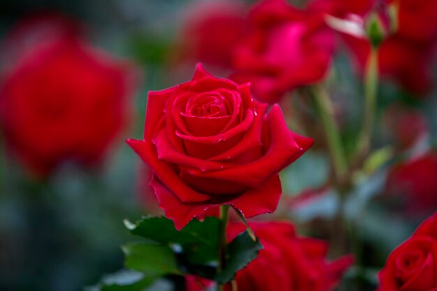 Photo close-up of red rose