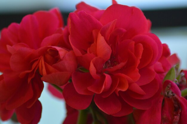 Photo close-up of red rose