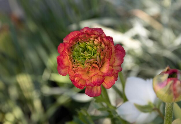 Close-up of red rose