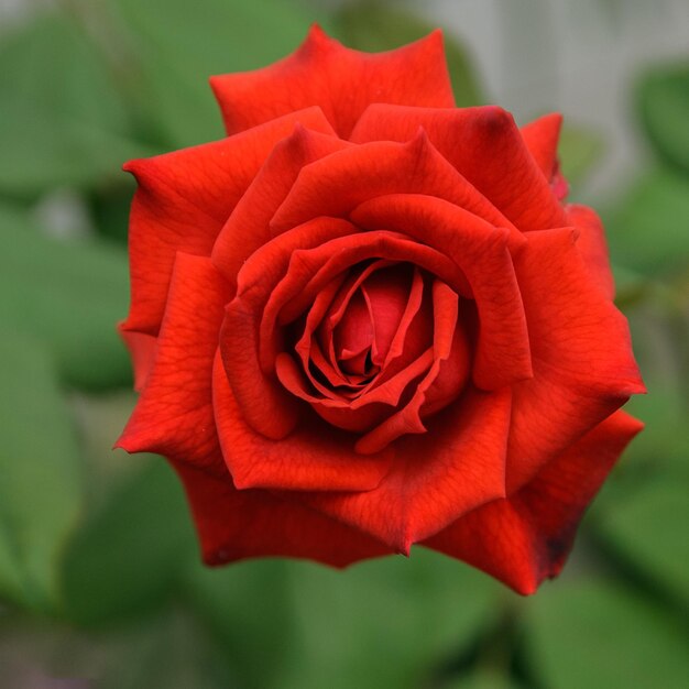 Close-up of red rose