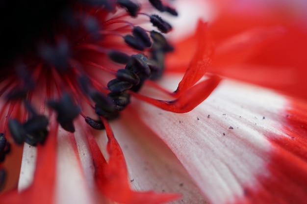 Foto prossimo piano della rosa rossa