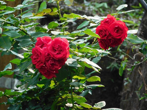 Close-up of red rose