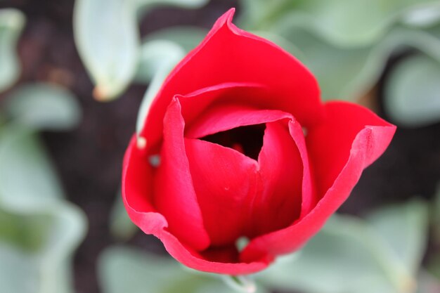 Foto prossimo piano della rosa rossa