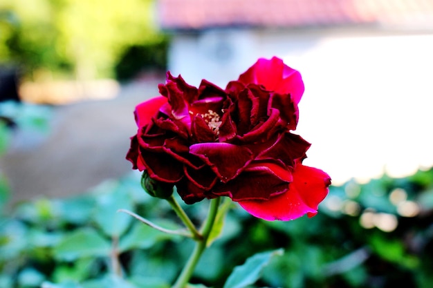 Close-up of red rose