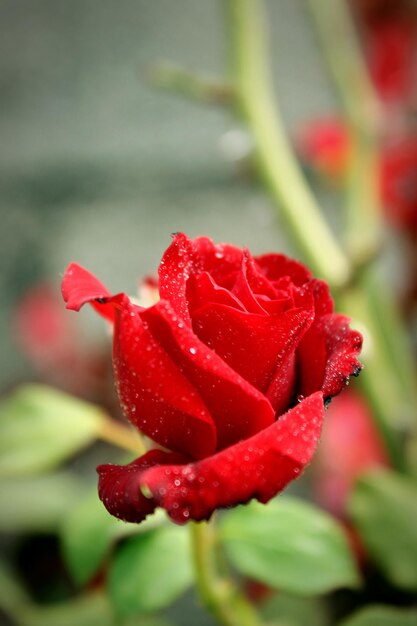 Close-up of red rose