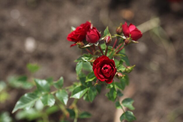 Close-up of red rose