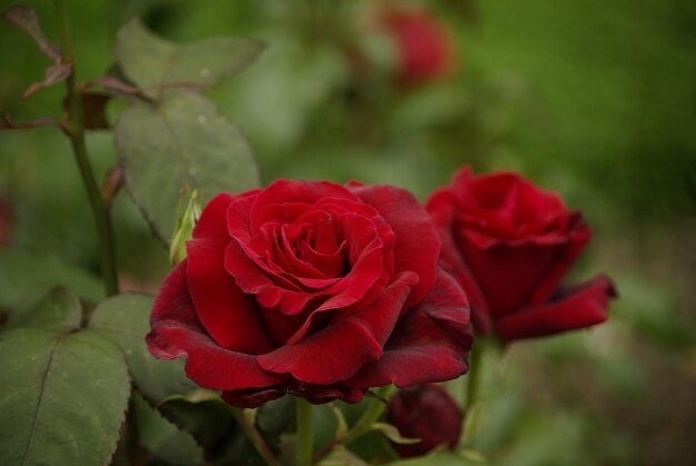 Close-up of red rose