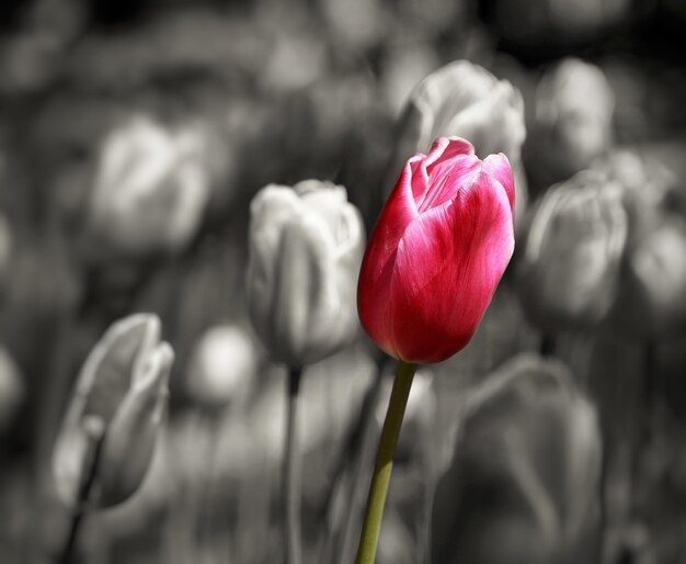 Photo close-up of red rose