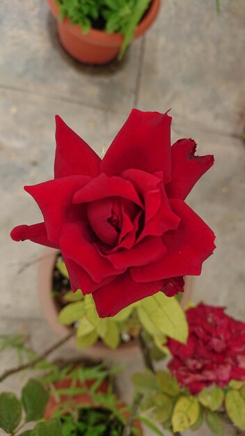 Close-up of red rose