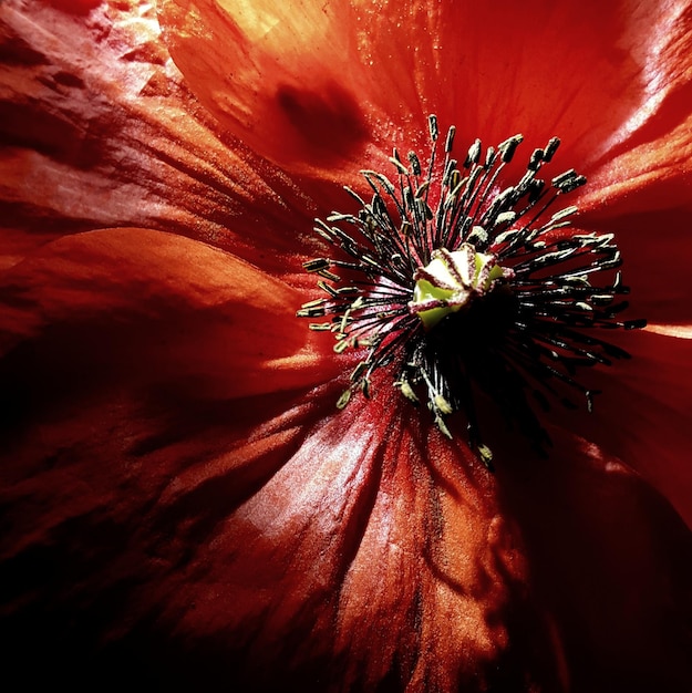 Foto prossimo piano della rosa rossa